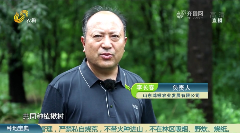 创新林业发展思路，打造楸树种植新模式