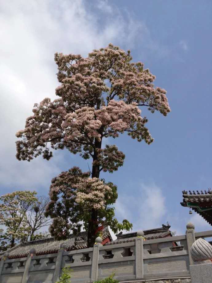 楸树