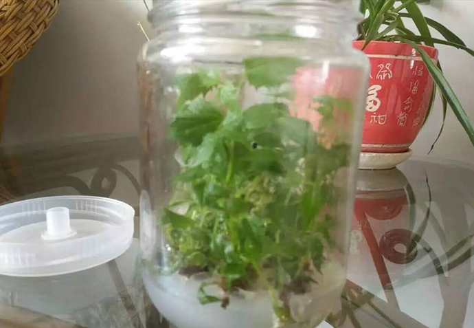 楸树苗