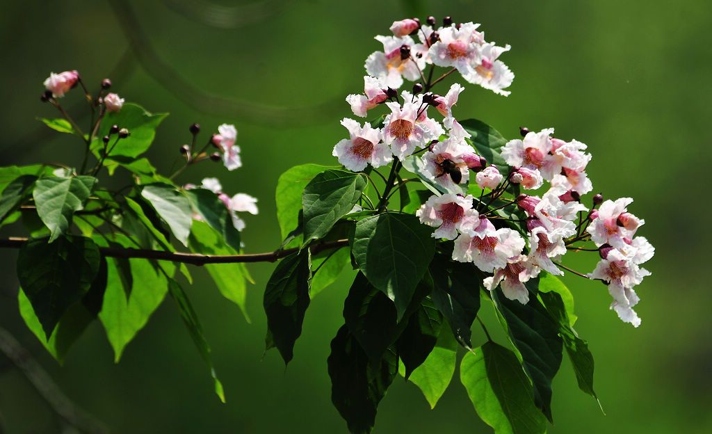 yaoyong2.jpg