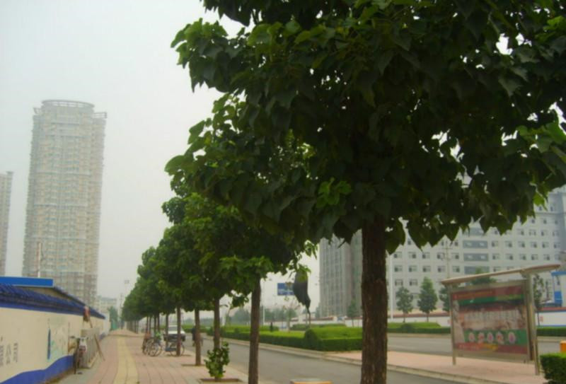 shengtai6.jpg