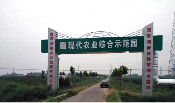 楸树